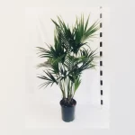 Ellison Horticultural Kentia 300mm
