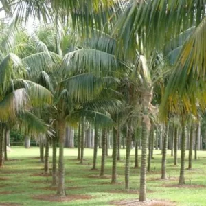 Ellison Horticultural Kentia palm